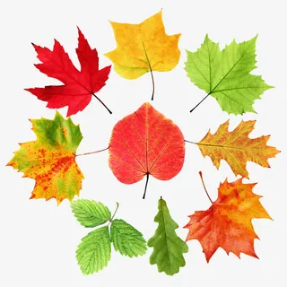 枫叶免抠