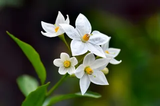 白色花朵背景图高清