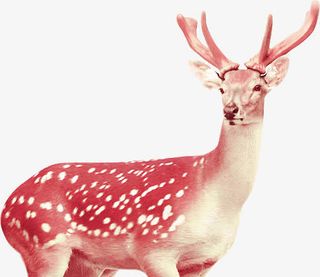 粉色梅花鹿素材免抠