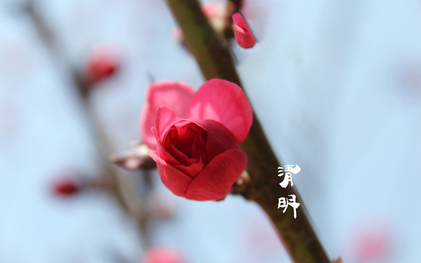 春天 四月 清明节 青团 海报 背景27