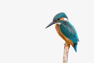 翠鸟栖息树枝免抠