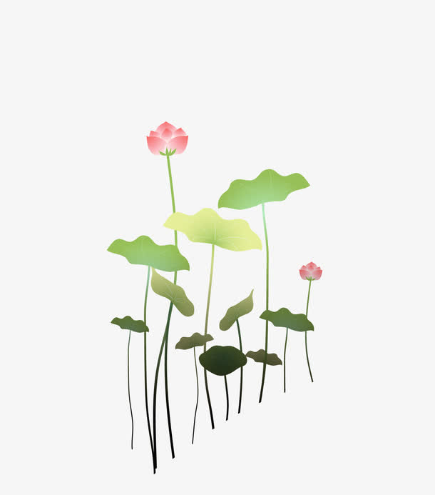 国风荷花免抠