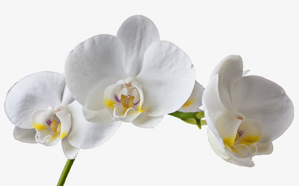 白色花朵免抠