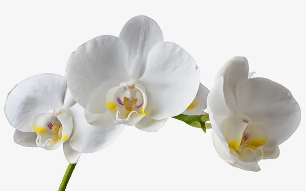 白色花朵免抠