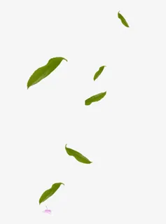 漂浮树叶免抠漂浮叶子元素
