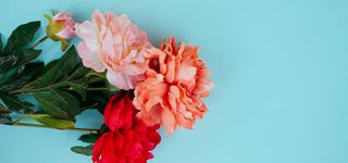 花卉背景图高清