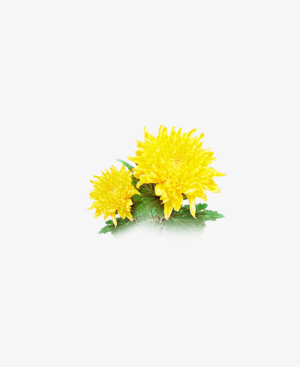 菊花免抠