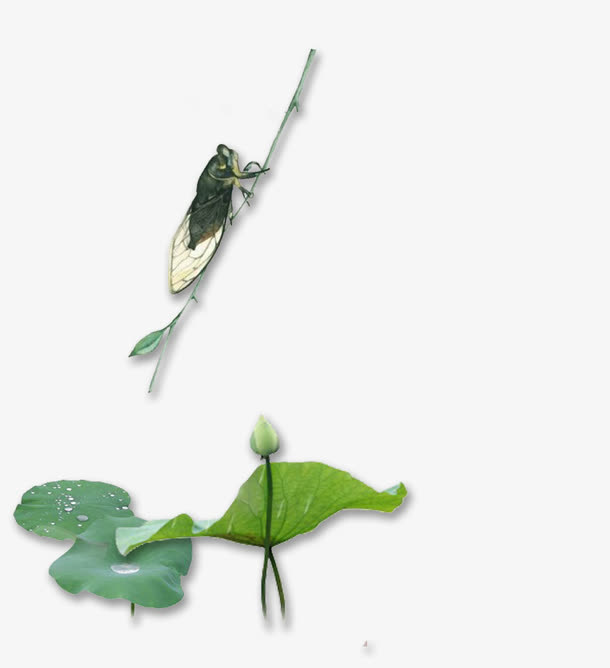 夏至背景Banner免抠