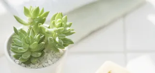 日系清新文艺阳光多肉植物淘宝背景高清