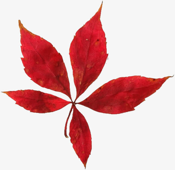 香山红叶免抠
