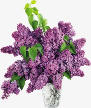 绿叶紫色花束免抠