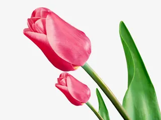 粉色温馨康乃馨花朵母亲节免抠