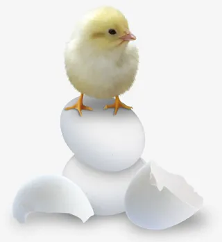 破壳而出的小鸡免抠