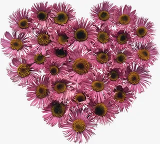 心形雏菊情人节活动页面免抠