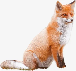 狐狸透明PNG免抠图免抠