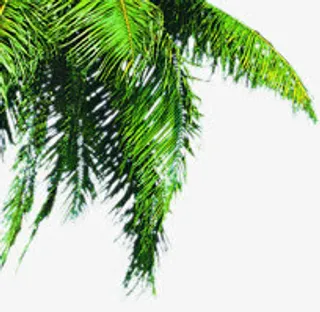 绿色高清树木春天免抠