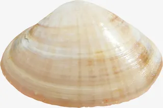 花甲贝壳图案免抠