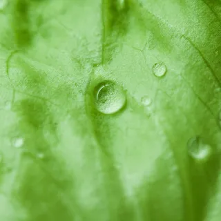 绿叶水滴背景高清