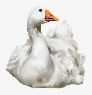 大白鹅实拍图免抠