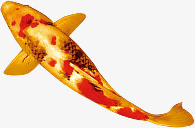 红色斑纹金色鲤鱼中秋免抠