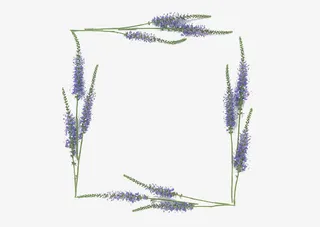 薰衣草边框素材免抠