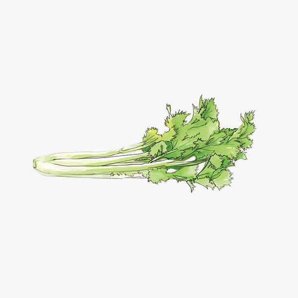 手绘芹菜芹菜叶免抠