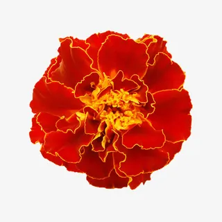 鲜花矢量素材鲜花花卉 红色鲜艳免抠