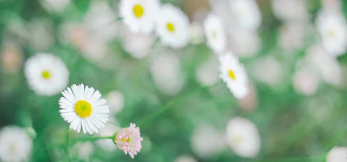 日系唯美小清新雏菊花丛背景高清 日系唯美小清新雏菊花丛背景高清