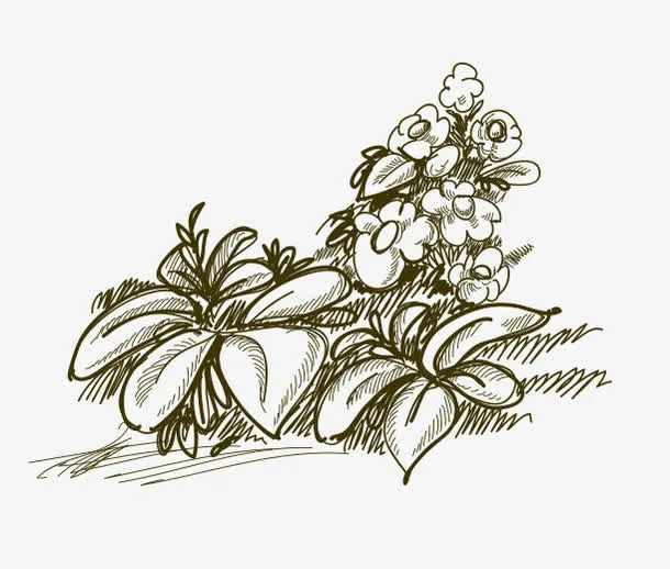 手绘鲜花免抠