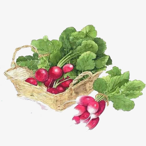 红萝卜手绘画素材图片免抠