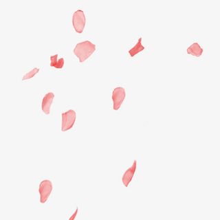 几片散落的花瓣免抠