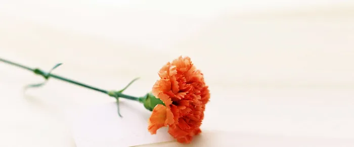 白色简约康乃馨背景高清