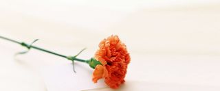 白色简约康乃馨背景高清