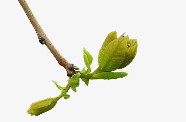一枝发芽的树枝免抠