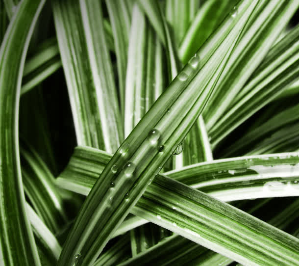 绿色绿叶自然植物生长免抠