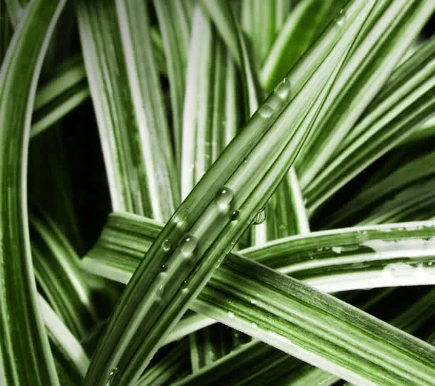 绿色绿叶自然植物生长免抠