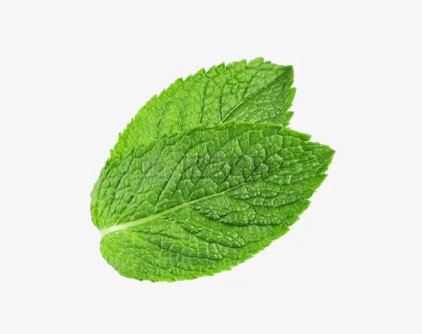两片薄荷叶免抠