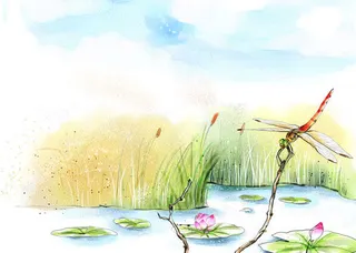 莲花蜻蜓背景