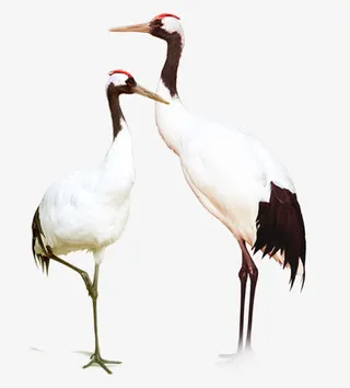 站立着的鹤免抠