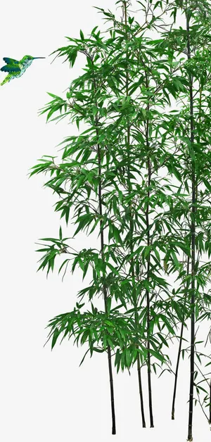 竹子免抠 竹子免抠