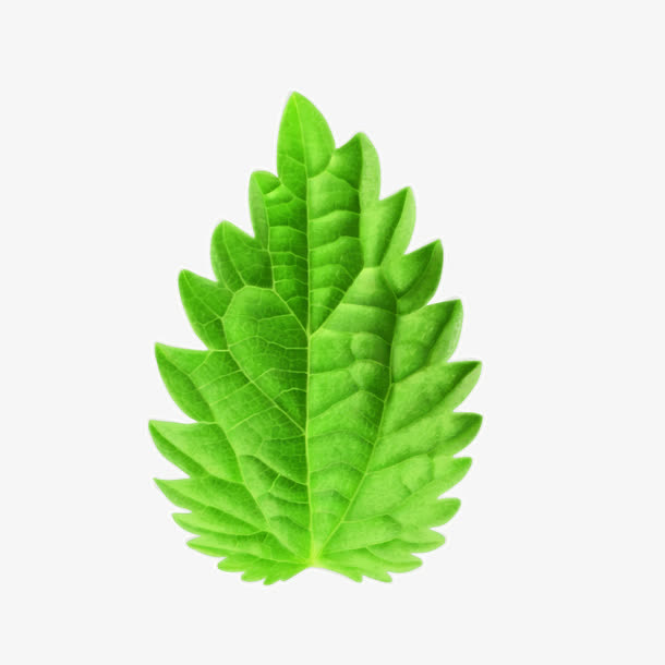 大大大的叶子免抠