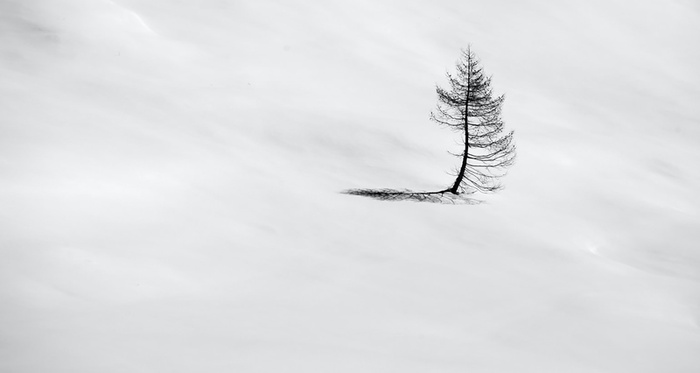 雪地 孤独 摄影 树高清