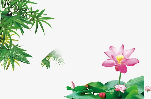 荷叶荷花池塘美景免抠