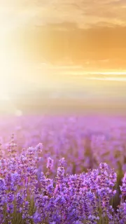 紫色薰衣草背景高清