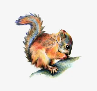 免抠素材松鼠图片免抠