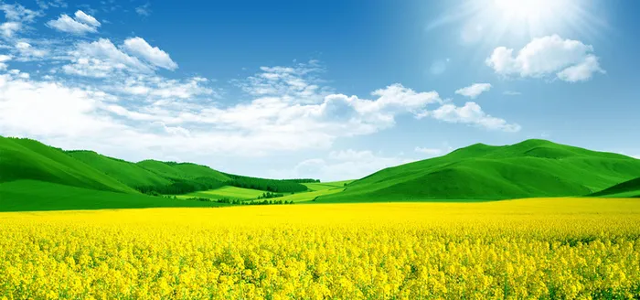 油菜花背景素材下载高清摄影风景背景