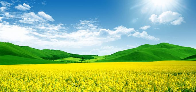 油菜花背景素材下载高清摄影风景背景