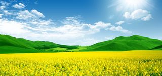 油菜花背景素材下载高清摄影风景背景