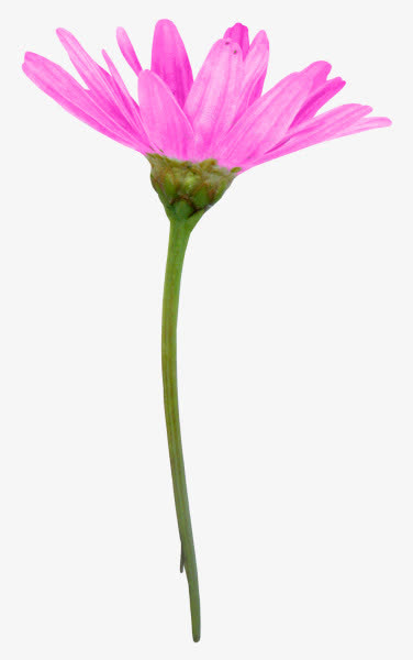 紫红盛开花朵免抠