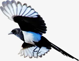 飞翔效果鸟设计海报免抠